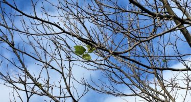 প্রবাসে বসন্ত!
