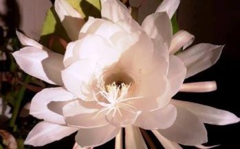 নাইট কুইন – এক রাতের অতিথি