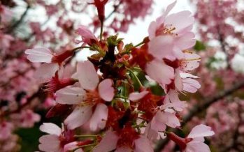 সিডনি চেরি ব্লোসম ফেস্টিভ্যালে একদিন